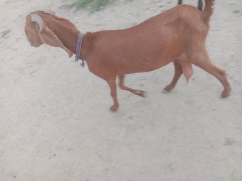 Goat/path/bakri/dogli 1