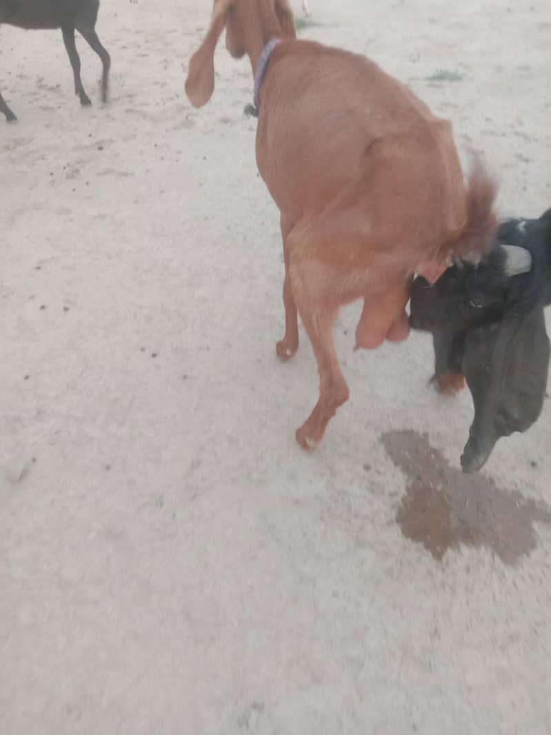 Goat/path/bakri/dogli 2