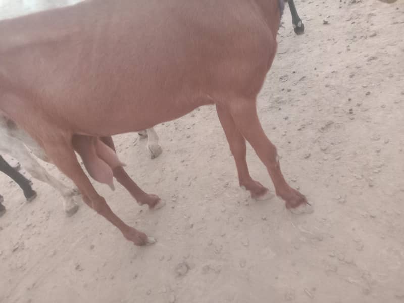 Goat/path/bakri/dogli 3