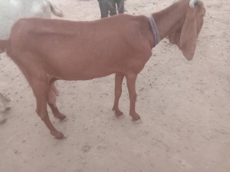 Goat/path/bakri/dogli 4