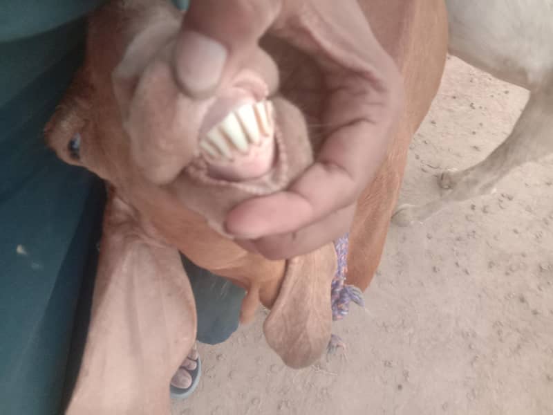 Goat/path/bakri/dogli 5