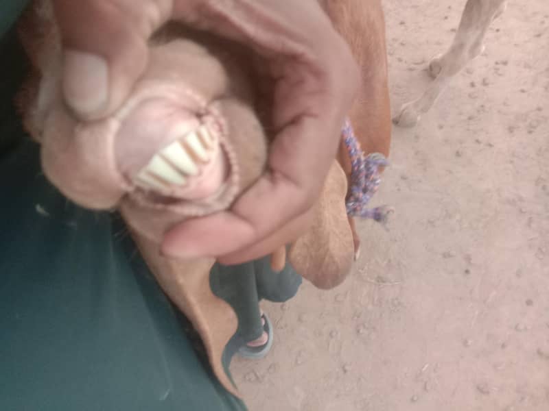 Goat/path/bakri/dogli 6