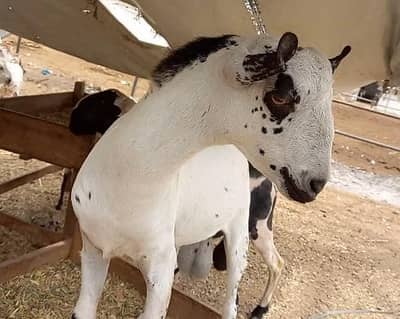 Quality Goats available in our farm