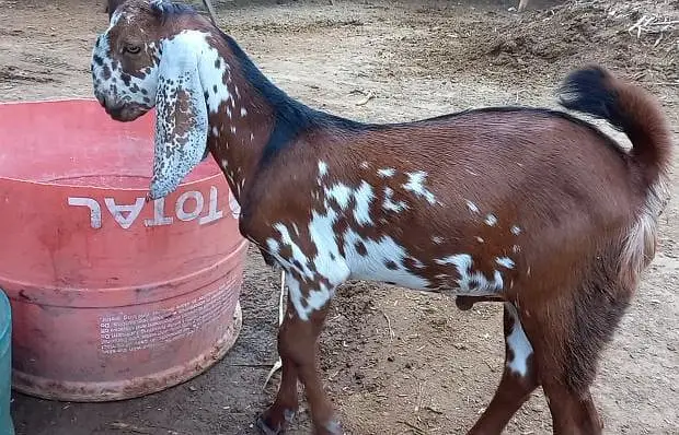 Quality Goats available in our farm — photo 2