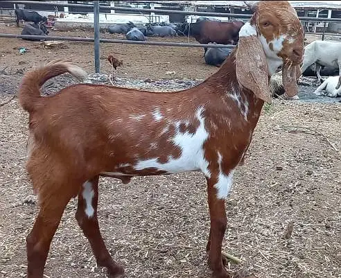 Quality Goats available in our farm — photo 3