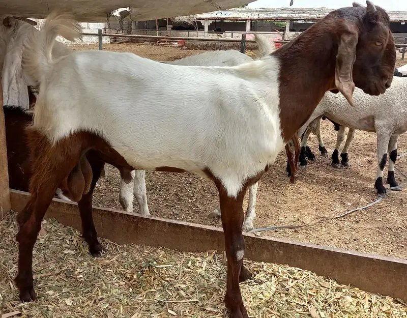 Quality Goats available in our farm — photo 4