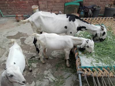 beautiful gaban Desi bakri Saath 2 beautiful bachey  5, 5 months k