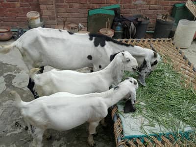 beetle-cross healthy gaban bakri Saath 2 bachey