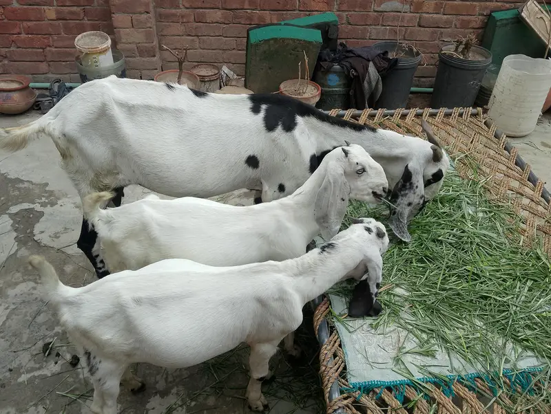 beetle-cross healthy gaban bakri Saath 2 bachey — photo 2