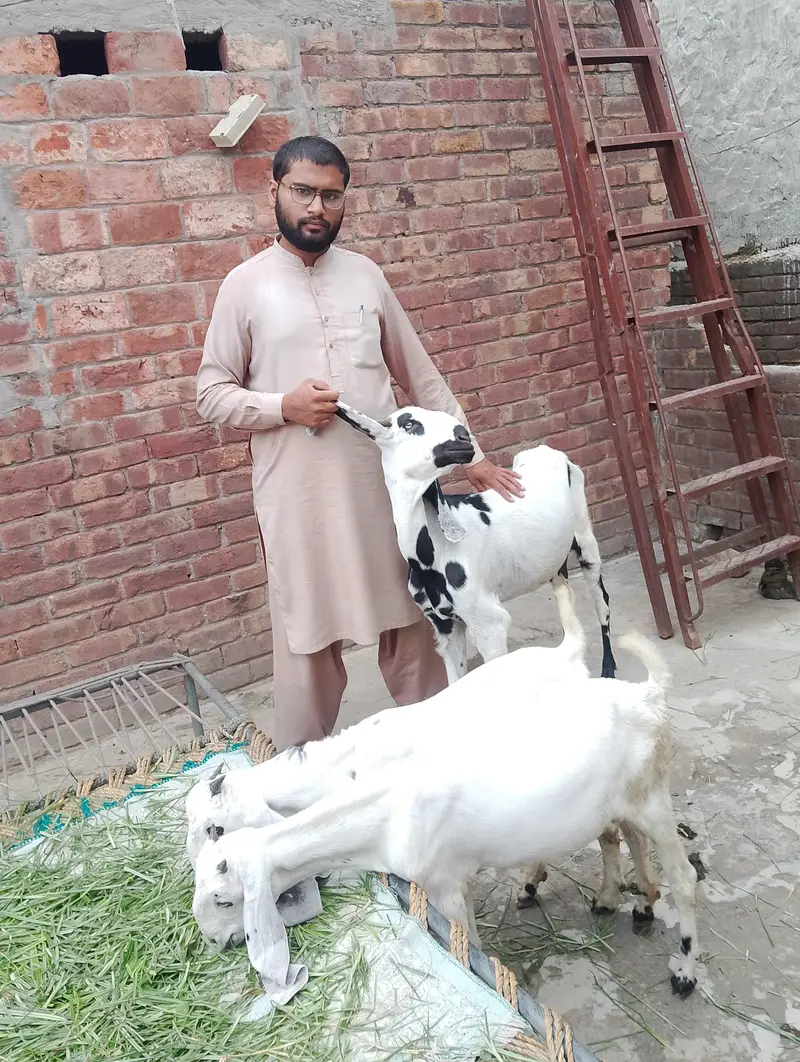 beetle-cross healthy gaban bakri Saath 2 bachey — photo 3