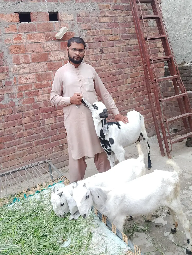 beetle-cross healthy gaban bakri Saath 2 bachey — photo 4