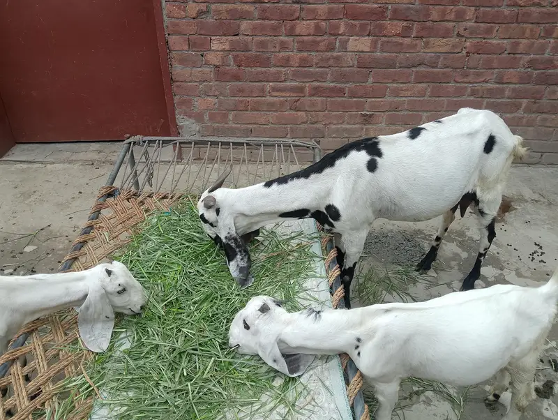 beetle-cross healthy gaban bakri Saath 2 bachey — photo 5