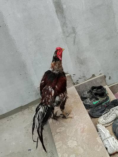 Healthy Aseel/Gamefowl Rooster for Sale
