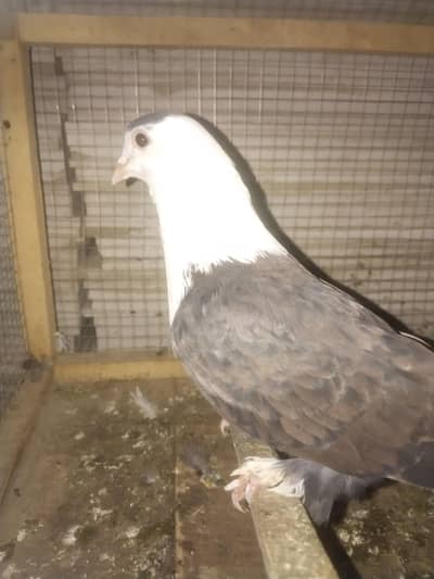 Black karblai male