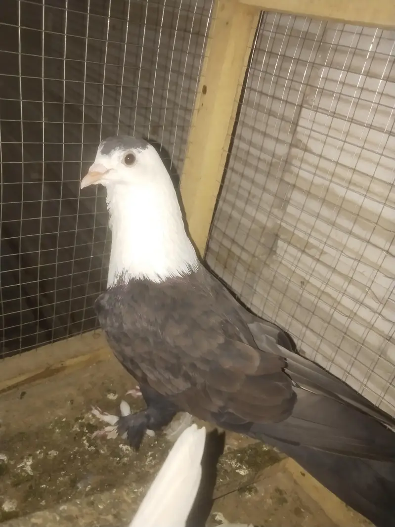 Black karblai male — photo 2