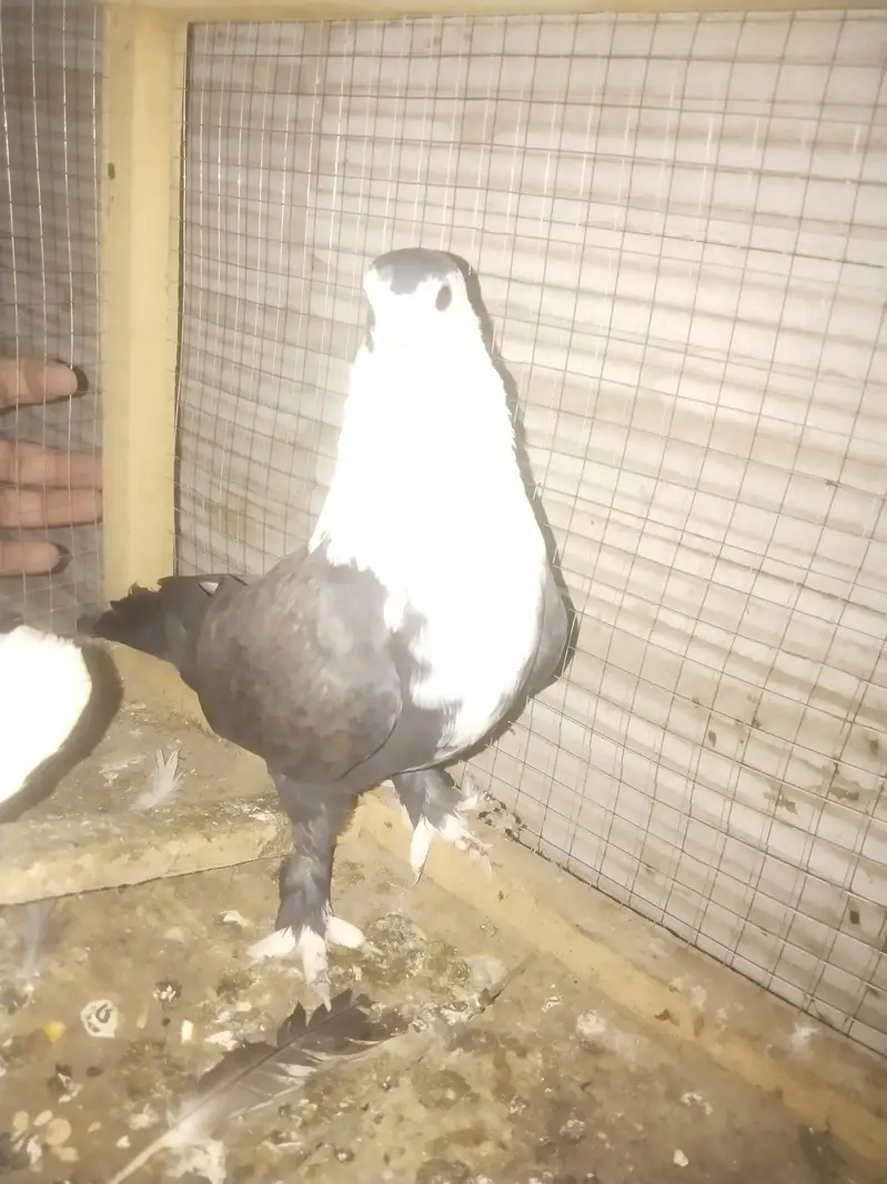 Black karblai male — photo 3