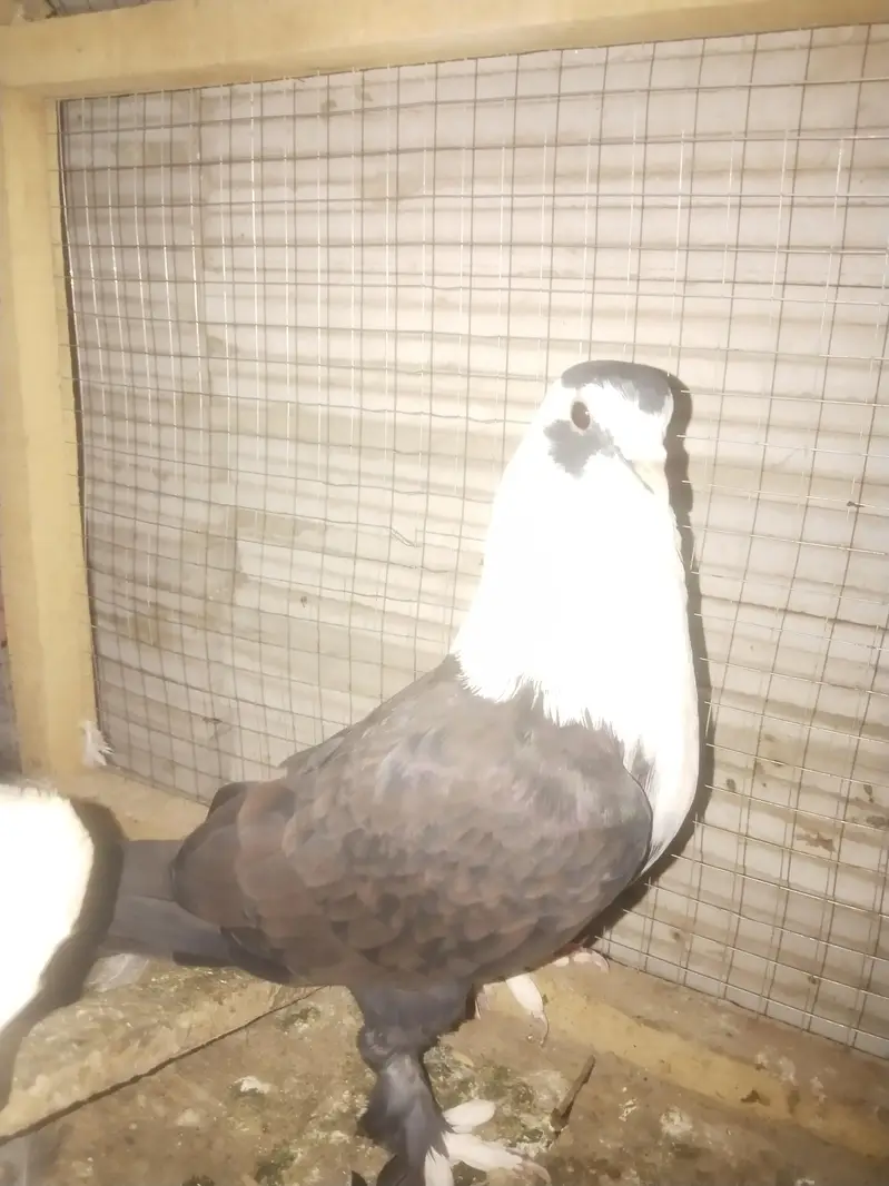 Black karblai male — photo 4