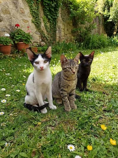 Healthy Domestic Cat – Looking for a Loving Home