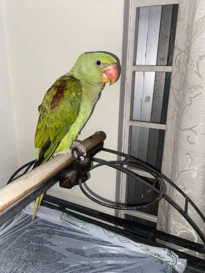 6 month tame male healthy Raw parrot chick