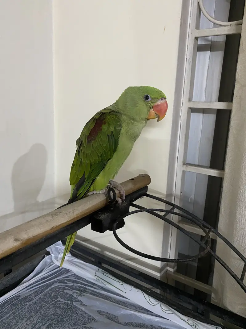 6 month tame male healthy Raw parrot chick — photo 2