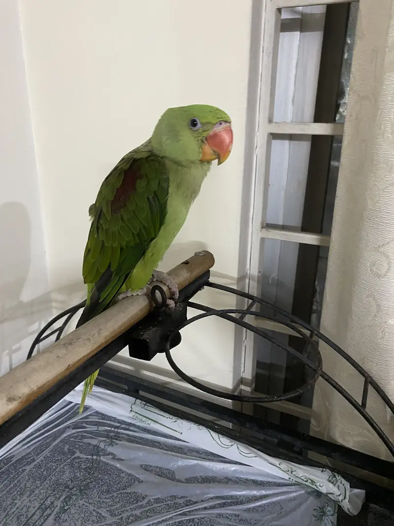 6 month tame male healthy Raw parrot chick — photo 3