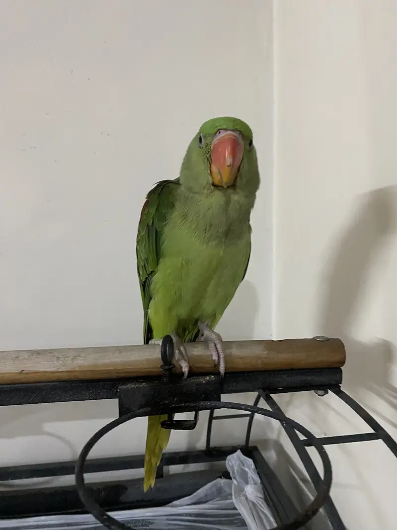 6 month tame male healthy Raw parrot chick — photo 4