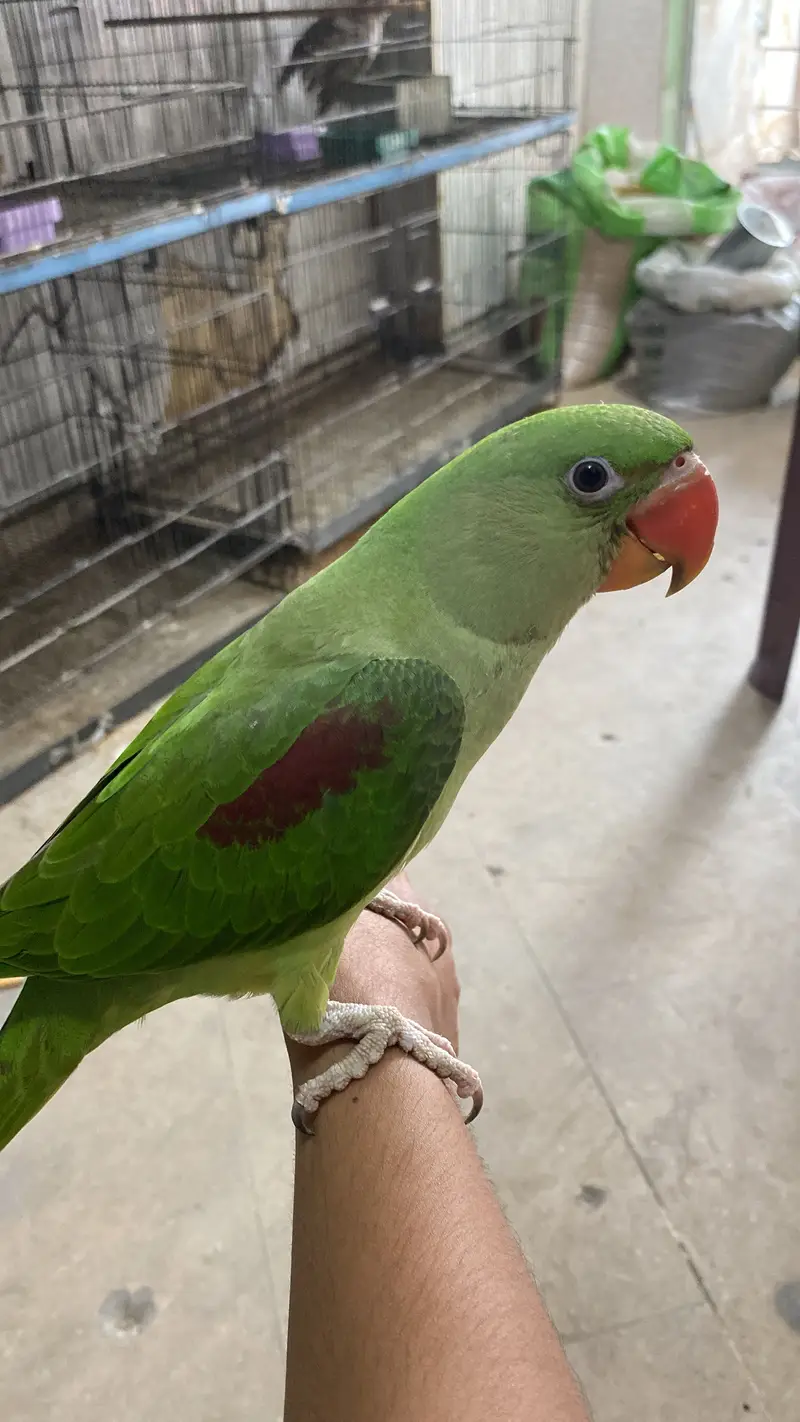 6 month tame male healthy Raw parrot chick — photo 5