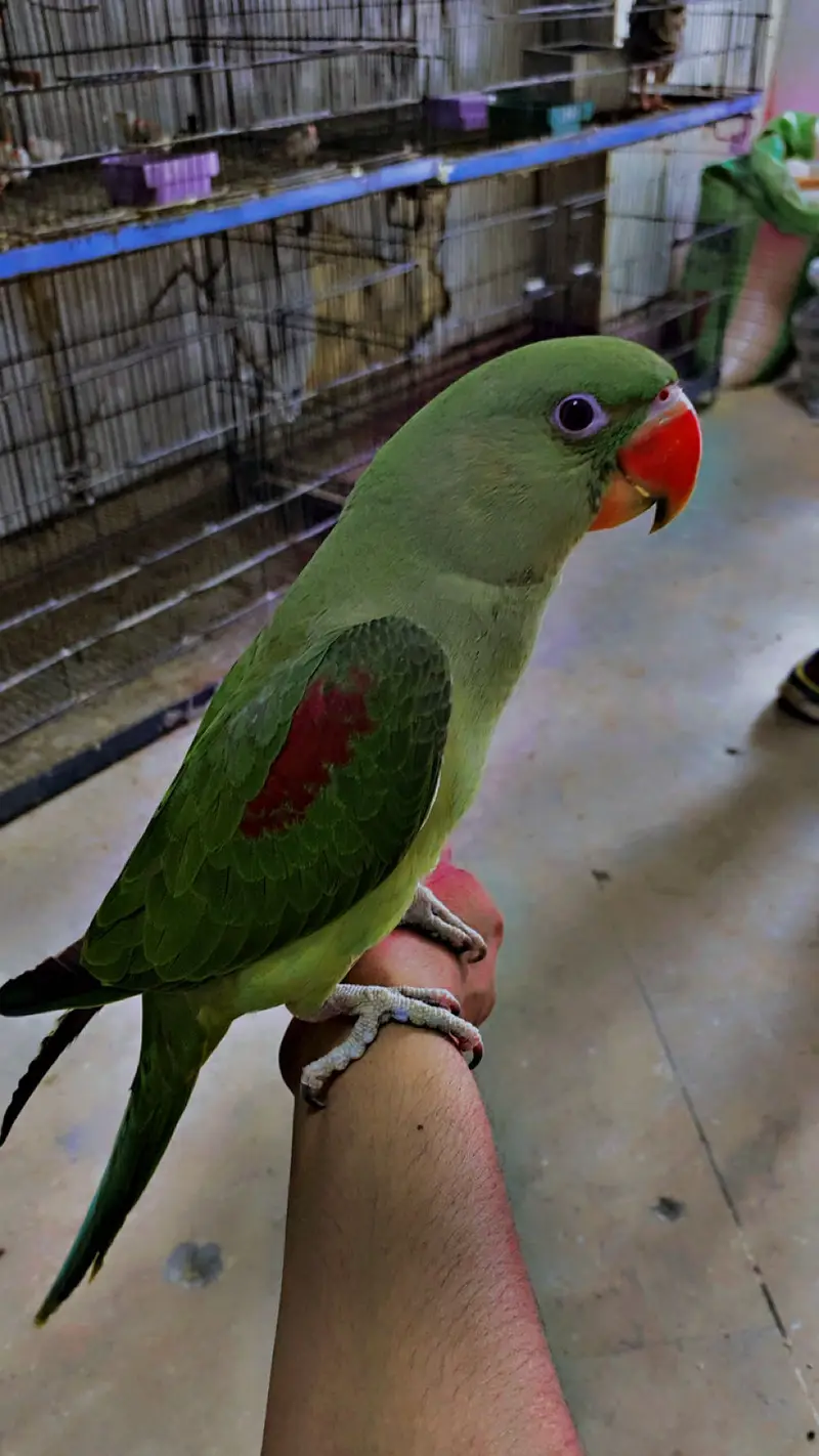 6 month tame male healthy Raw parrot chick — photo 6