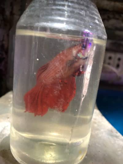  All Types of Aquarium Fish Available | Healthy & Beautiful Fish
