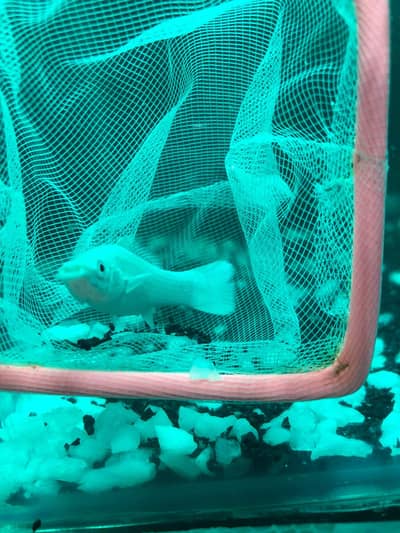 All Types of Aquarium Fish Available | Healthy & Beautiful Fish