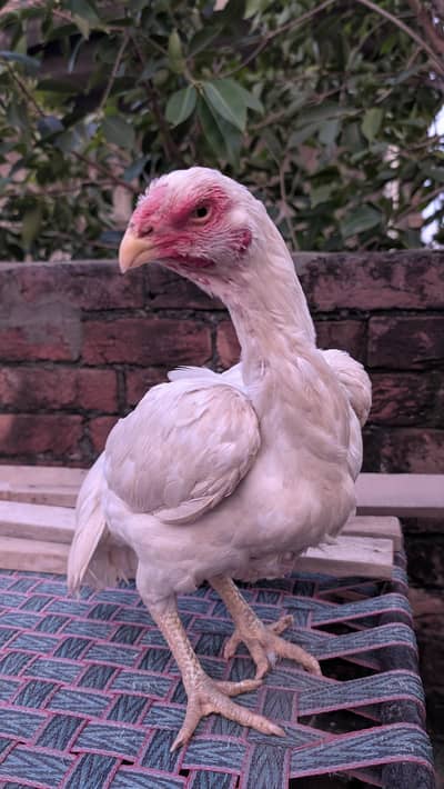 parrot beak herra cross