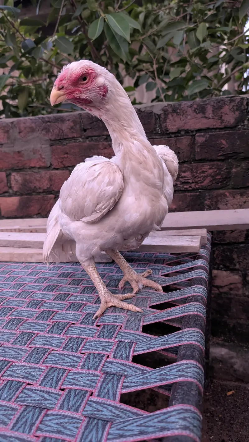 parrot beak herra cross — photo 2