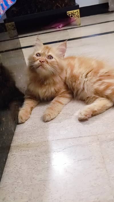 Persian kitten looking for a new home