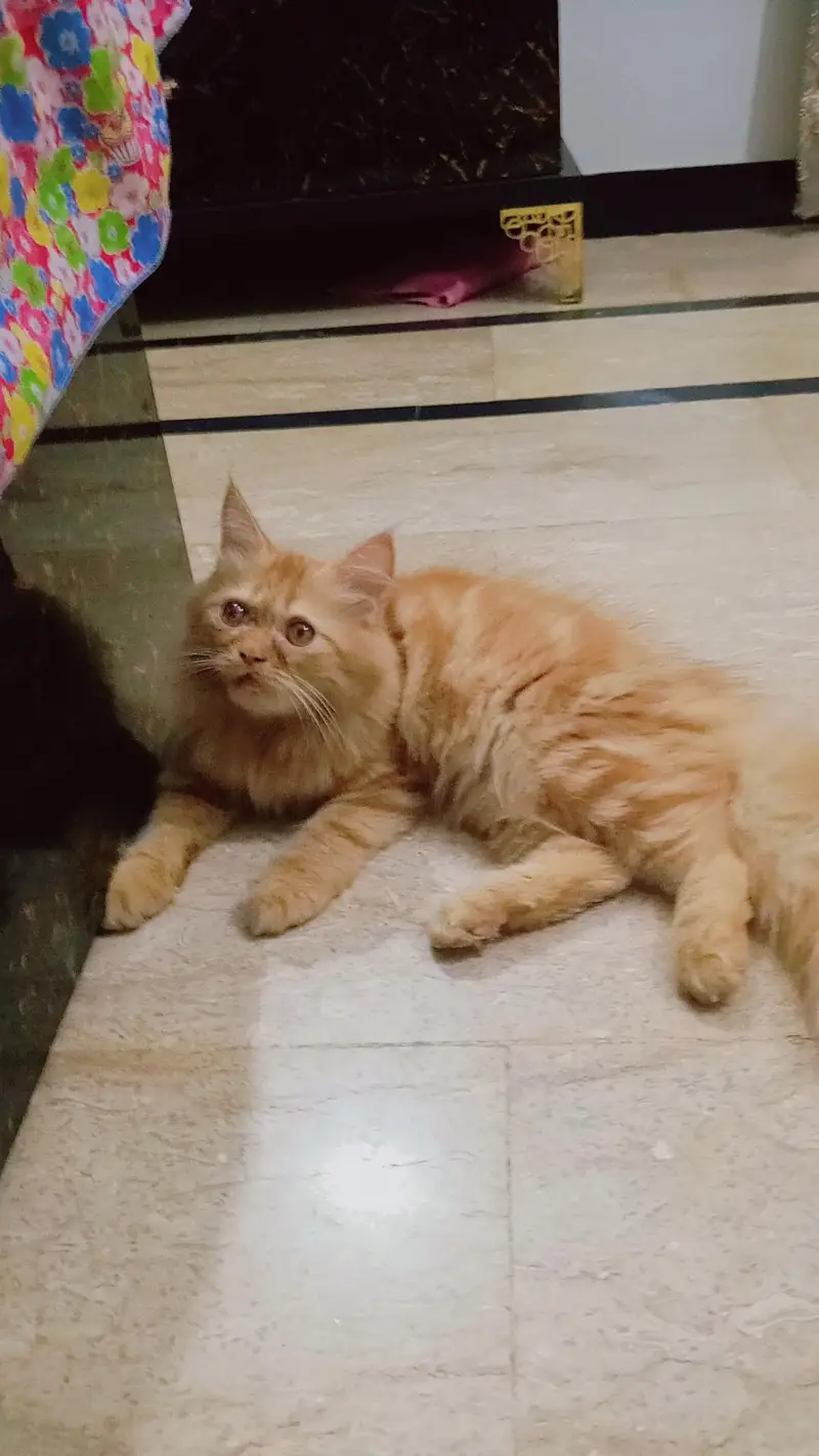Persian kitten looking for a new home — photo 2