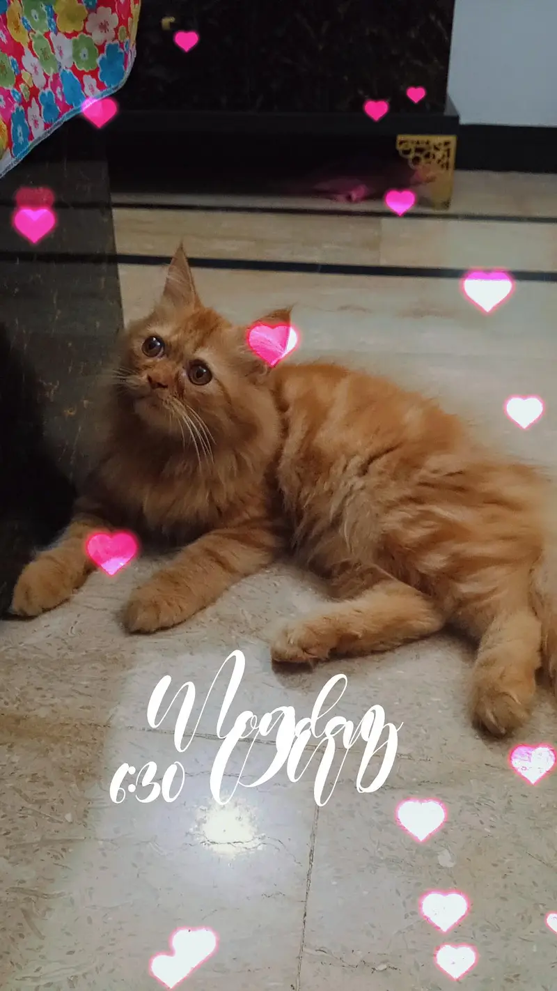 Persian kitten looking for a new home — photo 3