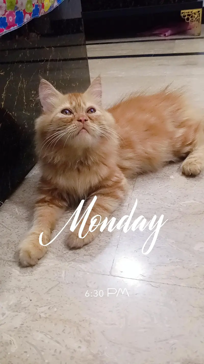 Persian kitten looking for a new home — photo 4