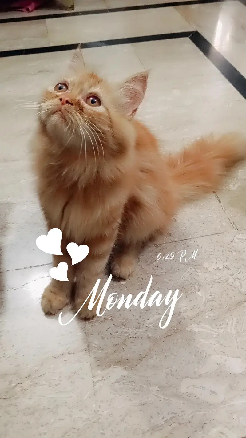 Persian kitten looking for a new home — photo 5