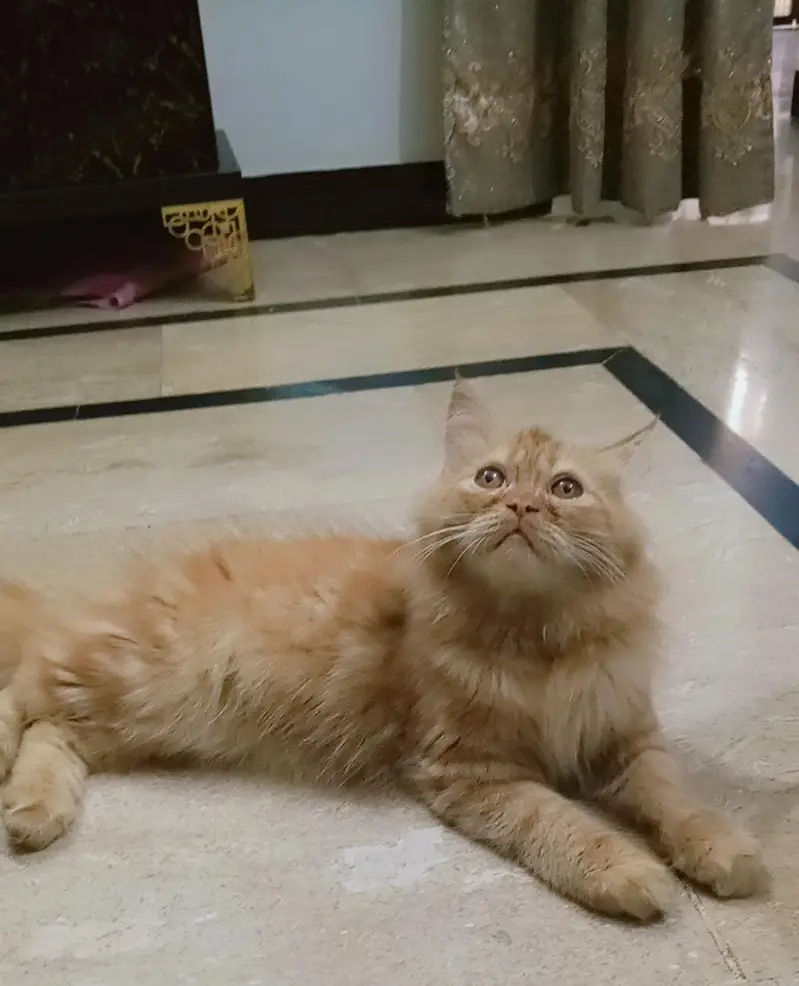 Persian kitten looking for a new home — photo 6