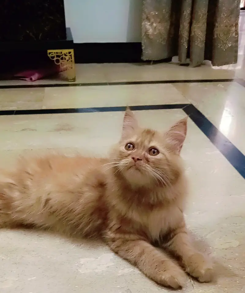 Persian kitten looking for a new home — photo 7