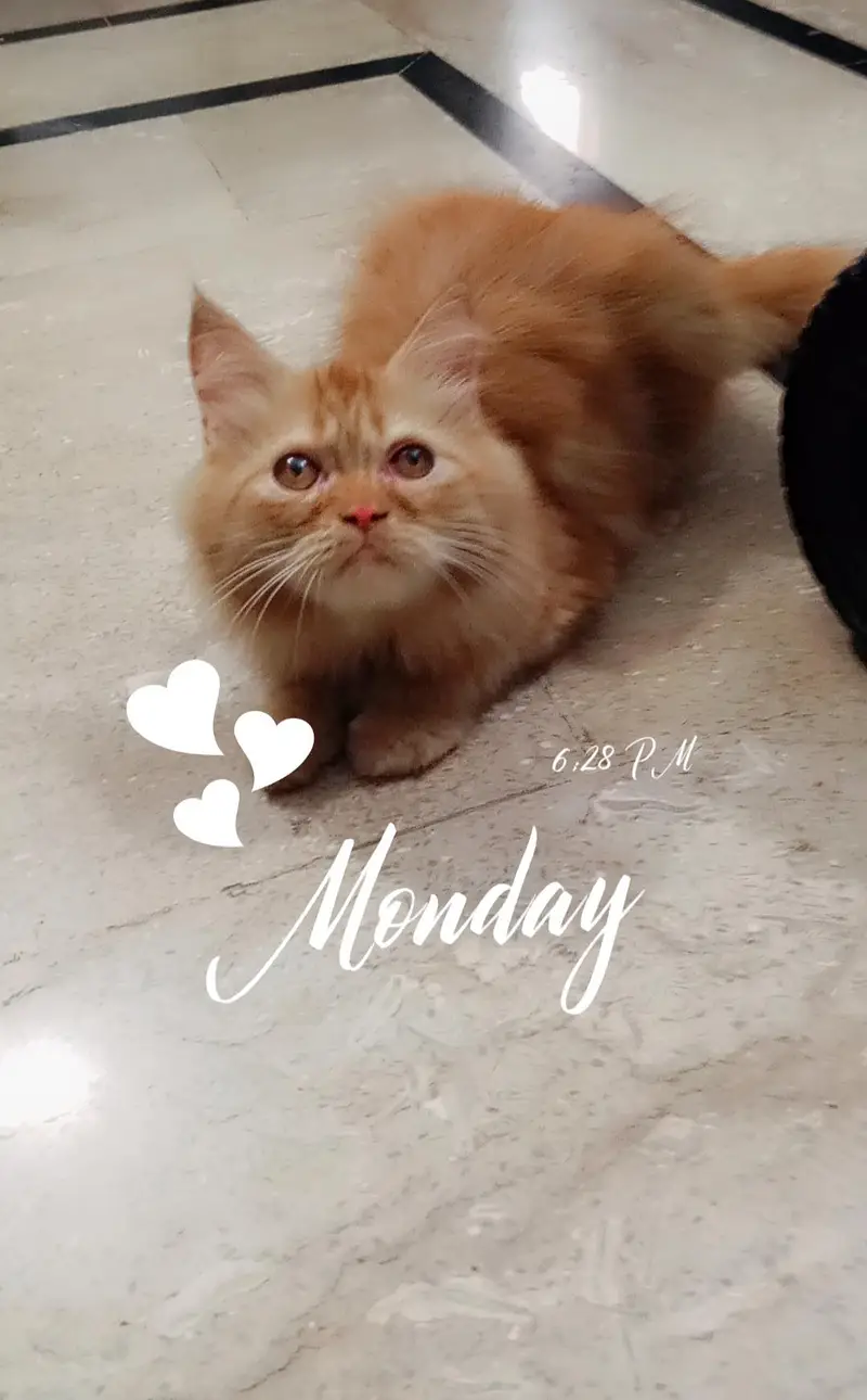 Persian kitten looking for a new home — photo 8