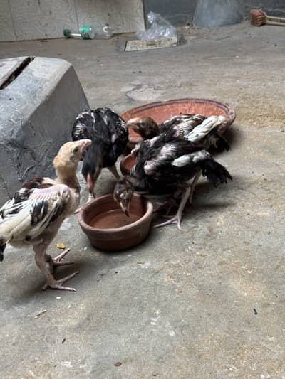 Aseel Amroha mianwali chicks