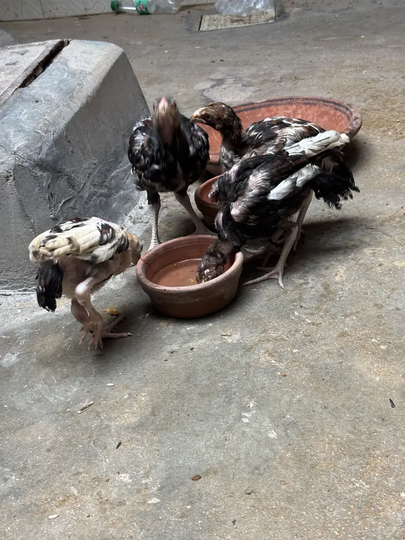 Aseel Amroha mianwali chicks — photo 2