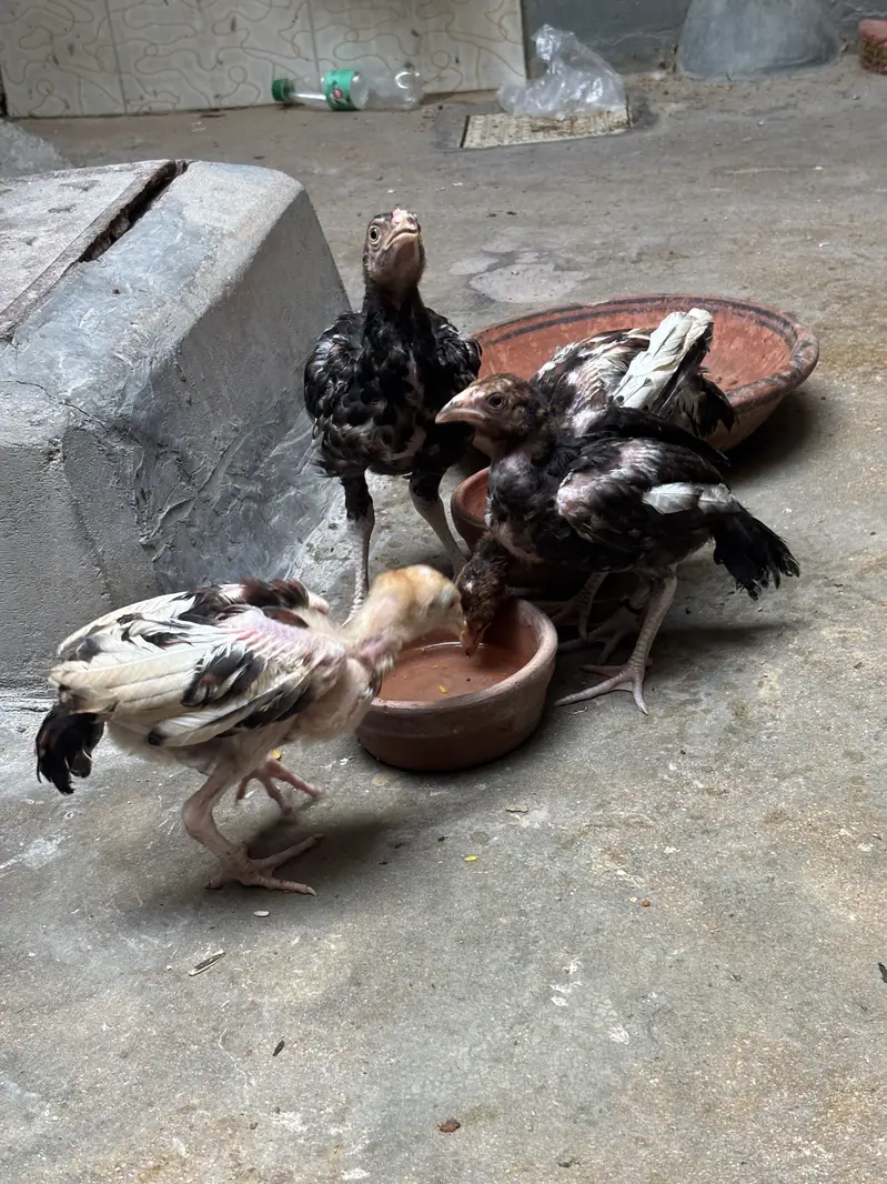 Aseel Amroha mianwali chicks — photo 3