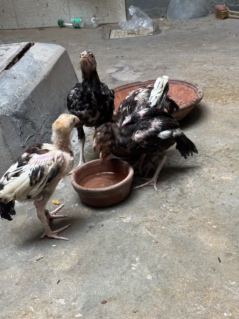 Aseel Amroha mianwali chicks — photo 4