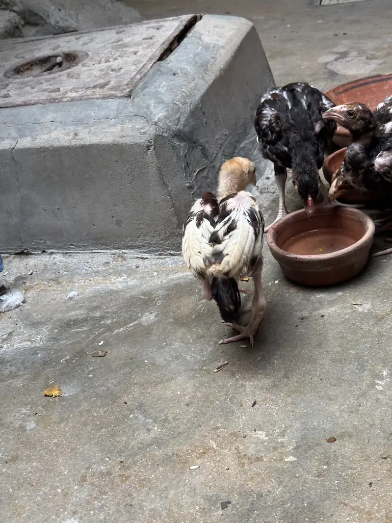 Aseel Amroha mianwali chicks — photo 5