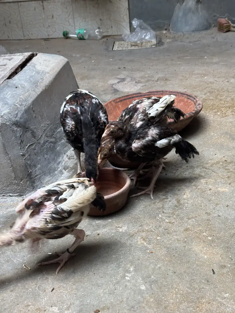Aseel Amroha mianwali chicks — photo 6