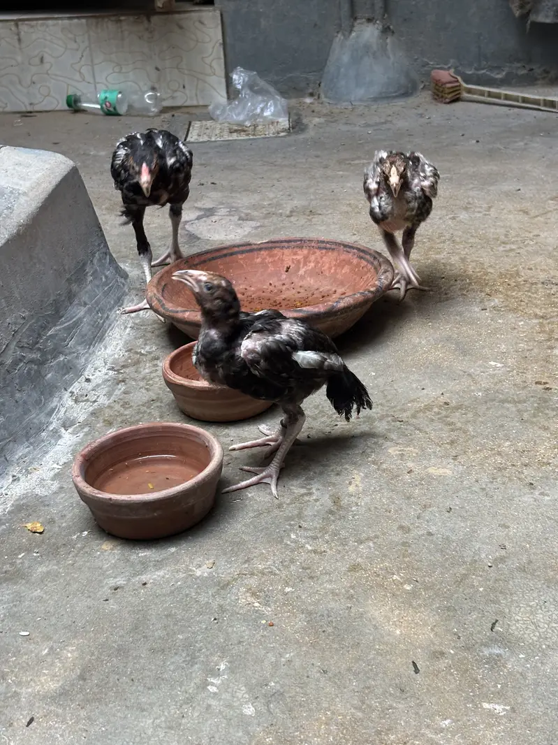 Aseel Amroha mianwali chicks — photo 7