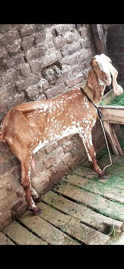 dasi makhi cheeni bakri 03098289032