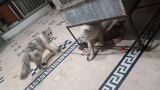 male cat oad eye . female 2 shade colour gry and white  I