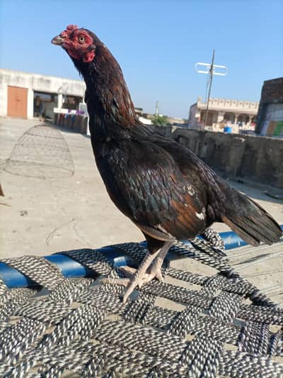 2 aseel madiyan for sale intrasted banda hi rabta kray